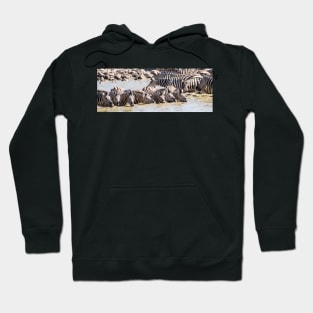 Zebra drinking. Hoodie